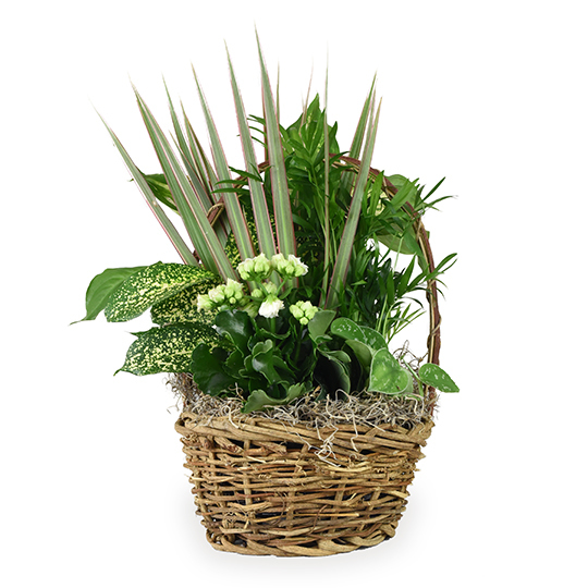 Medium Basket Garden