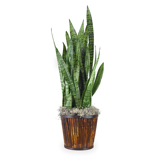 Snake Plant